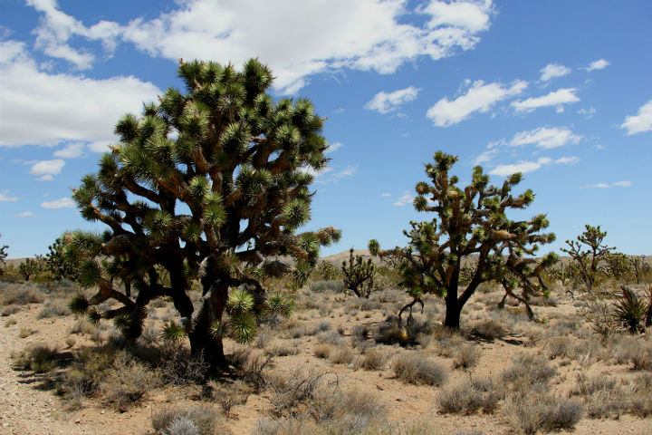 Joshua Tree preserve